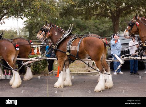 Budweiser Clydesdales Stock Photo - Alamy