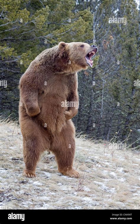 Grizzly B R Ursus Arctos Horribilis Erwachsenen Knurren Steht Auf