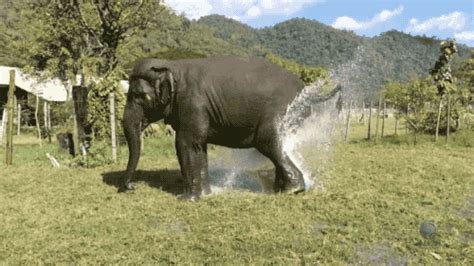 Elephant GIF - Find & Share on GIPHY | Elephant, Elephant gif, Funny animal videos