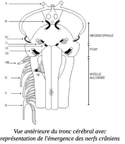 UE 5 Nerfs crâniens Cartes Quizlet