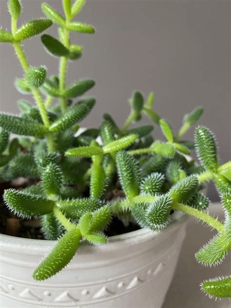 Pickle Plant Succulent Care Delosperma Echinatum Growth Tips Garden