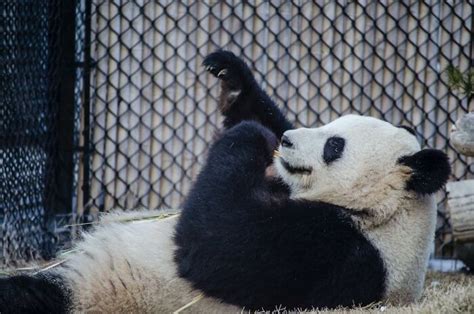 31 Facts About Pandas To Confirm Their Cuteness Bored Panda