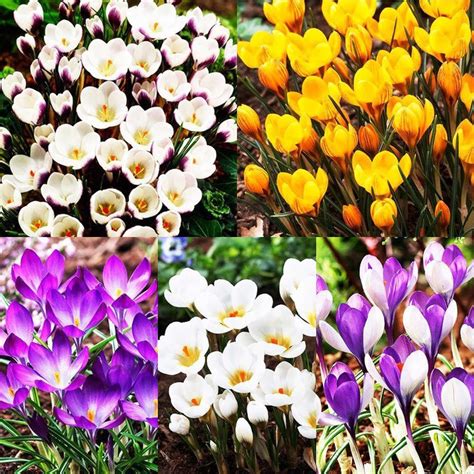 Zestaw Crocus Krokus Wiosenny Szt Spring Flower Bulbs