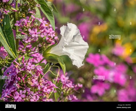 Ipomoea Nil Is A Species Of Morning Glory Stock Photo Alamy