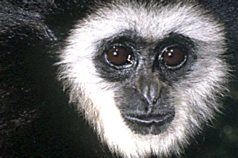 Fact sheet: What are the gibbons?