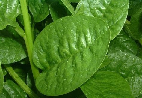 Malabar Spinach Farming Information Guide Agri Farming