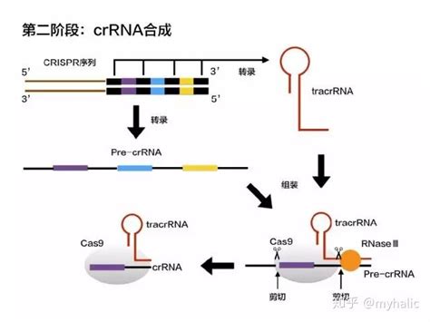 5 分钟带你看懂 CRISPR 知乎