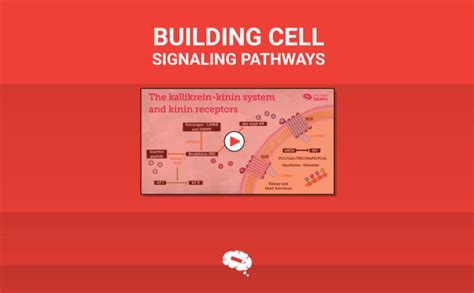 Cell signaling pathways step-by-step