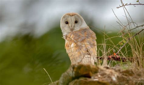 Barn Owl Norfolk Uk Matt Mobbs Flickr