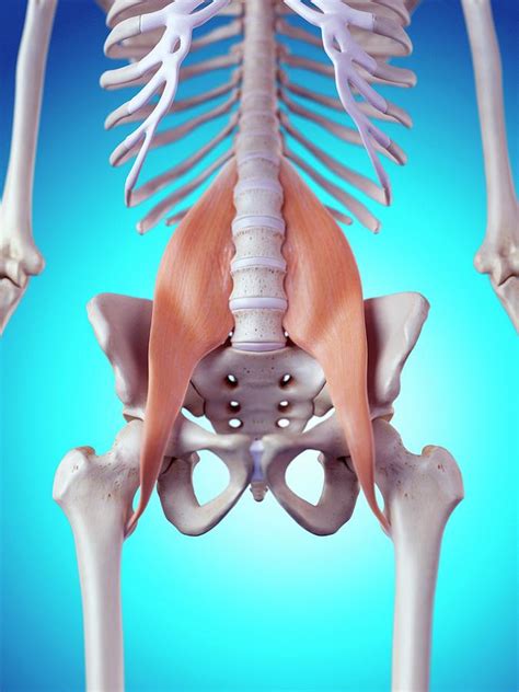 Female Pelvic Muscle Anatomy