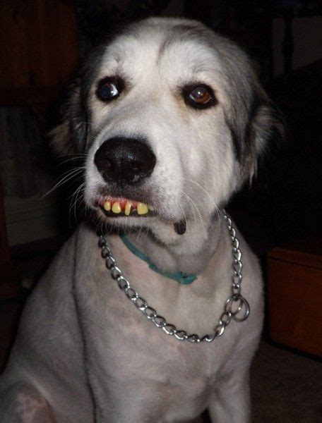 Fake Teeth Dog Goofy Dog Funny Dog Pictures Funny Dogs