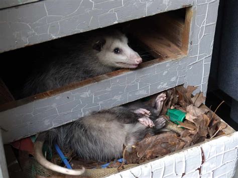 Signs There Are Opossums In The Attic Removal Tips Safety Concerns