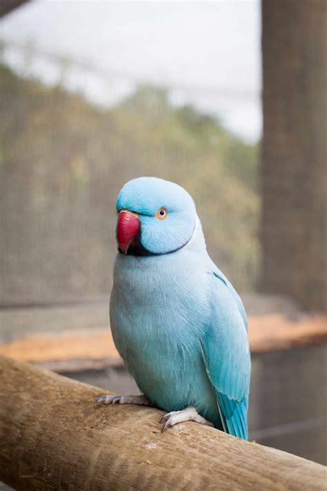 Indian Ringneck Parakeet Full Profile History And Care