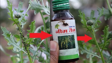 How To Make Neem Oil Spray For Garden How To Properly Emulsify Neem Oil And Make A Safe Garden