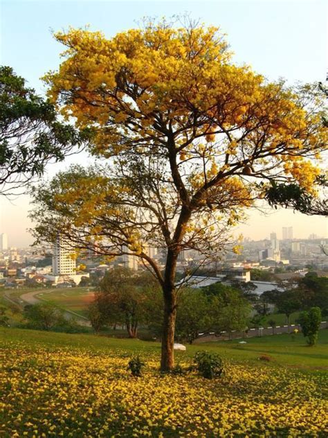 Ipê Amarelo Tabebuia chrysotricha Standl FazFácil