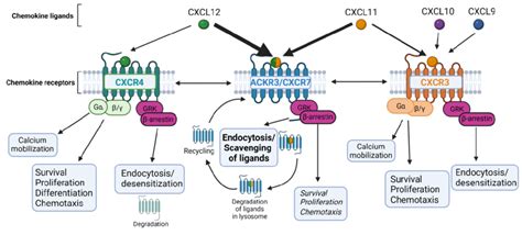 Cxcr4 Ackr3 And Cxcr3 Interactions Via Their Shared Chemokine Ligands