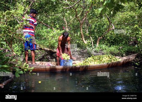 Cultivos Frutales Importantes De Bangladesh Fotograf As E Im Genes De