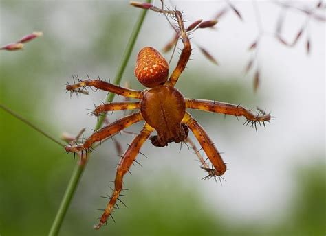 The Evolution of Spiders and Their Remarkable Adaptations - Owlcation