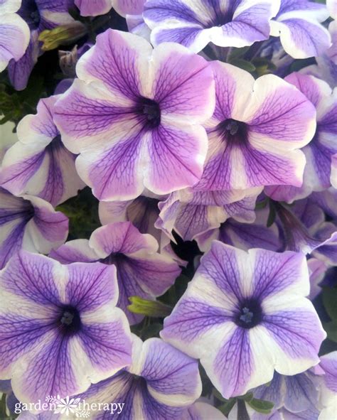 Modern Petunia Varieties: No Longer Just the Pinkest Pink Flower ...