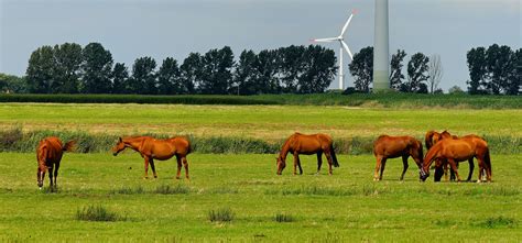 Free Images Landscape Grass Sky Field Meadow Prairie Cute