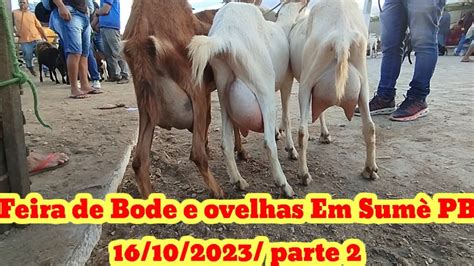 Feira de caprinos e ovinos Em Sumè PB 16 10 2023 parte 2 YouTube