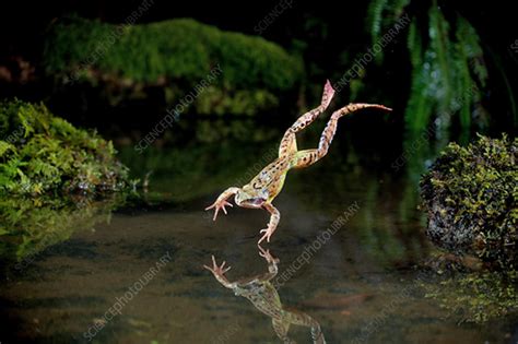 Common Frog Leaping Into A Pond Stock Image C0420656 Science