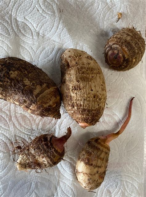 5 Edible Taro Roots For Planting Etsy