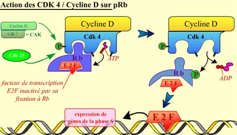 Bmédia Vie Régulation du cycle cellulaire