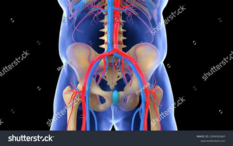 Human Pelvis Blood Vessels Anatomy 3d Stock Illustration 2204565667 ...