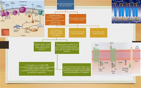 Fisiología Básica Sistema Endocrino