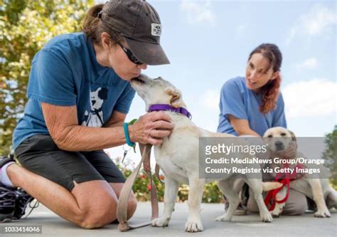 34 Mission Viejo Animal Shelter Stock Photos High Res Pictures And