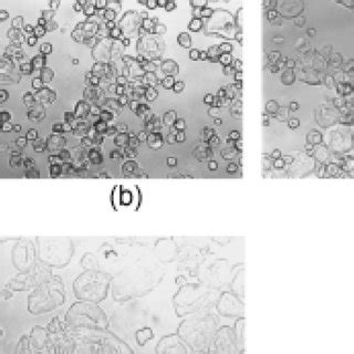 Maize starch granules observed with an optical microscope... | Download Scientific Diagram