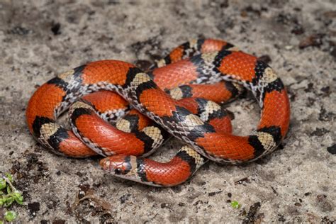 Scarlet Snake South Carolina Partners In Amphibian And Reptile