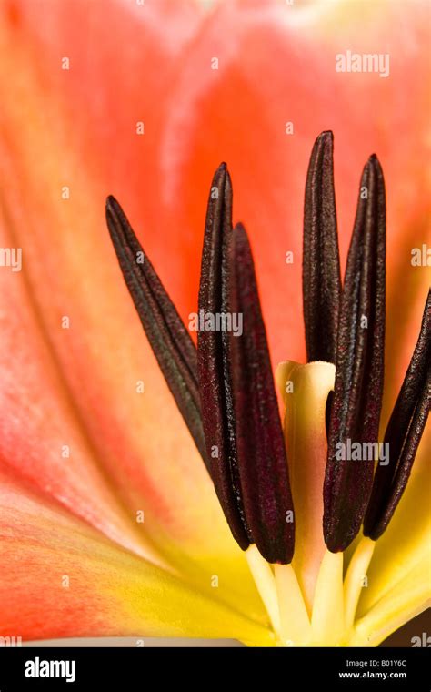 Macro Photograph Of An Orange And Yellow Tulip Stock Photo Alamy