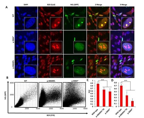 Comparison Of The Nucleolar Localization Of Wild Type And Mutant Ncl