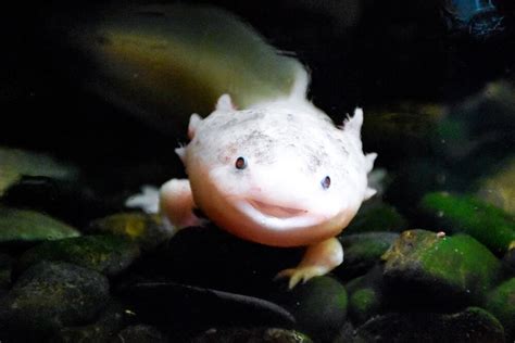 Lebenserwartung Von Axolotl Wie Alt Werden Sie Sieu Thi Do Noi That