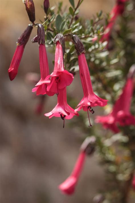 The Sacred Flower Of The Incas And National Flower Of Peru Is Called Cantuta Although In Cuzco