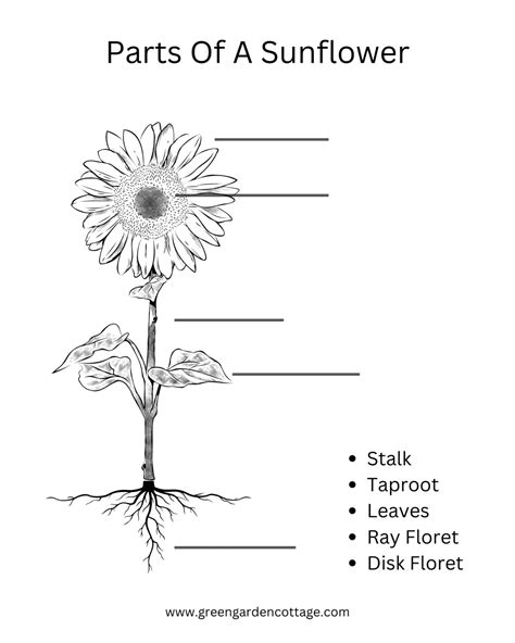 Parts Of A Sunflower With Pictures Green Garden Cottage