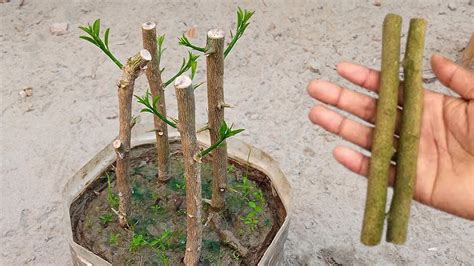 How To Propagate Lemon Tree How To Grow Lemon Tree From Cuttings