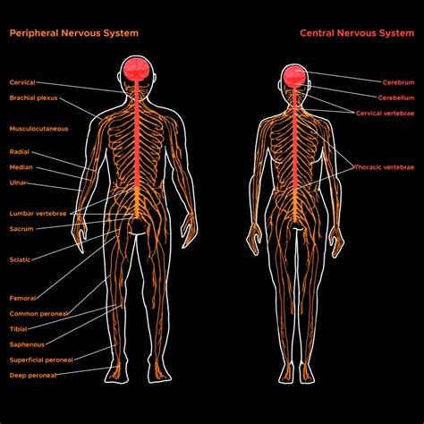 Neuroanatomy Central Nervous System Cns Statpearls Ncbi Bookshelf