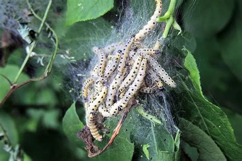 Fall Webworm Control - How To Get Rid Of Fall Webworms Easily ...