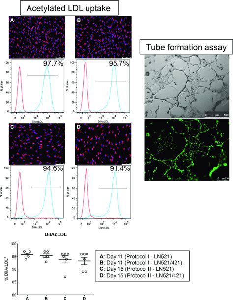 Functional Assays Acetylated Ldl Uptake Cells Were Purified On Day 7