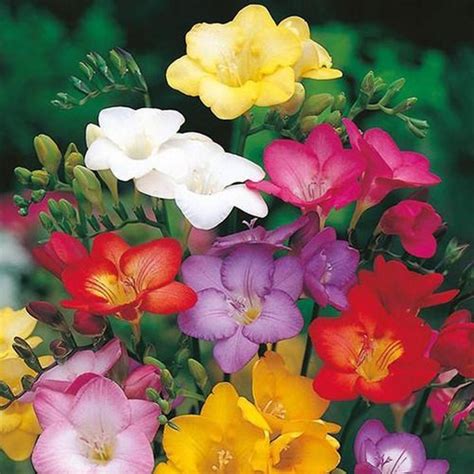 Freesia Royal Crown Mixed Flower Seeds 6 Rare Fresh Seeds Etsy