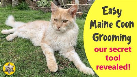 How To Groom A Maine Coon Cat Plus The Best Grooming Tools For The Job