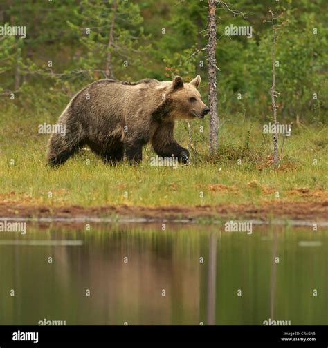 Brown Bear Ursus Arctos Finland Europe Stock Photo Alamy