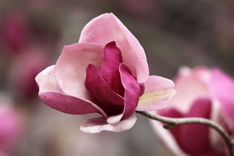 Southern Lagniappe: Pink Magnolias