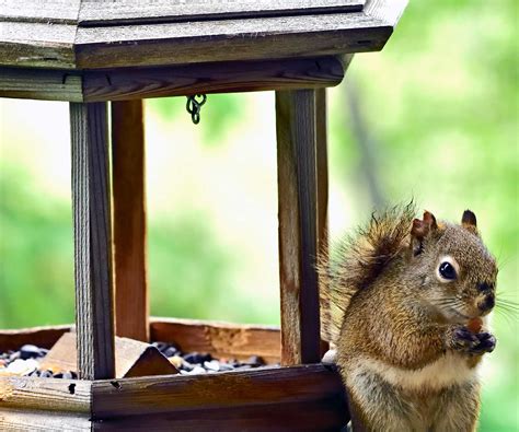 How To Keep Squirrels Away From Bird Feeders 5 Expert Tips Homes