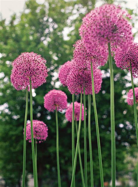 How to Plant and Grow Allium