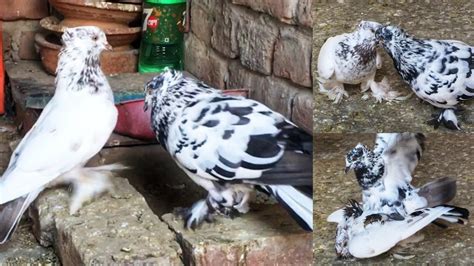 Pigeon Sounds To Attract Pigeons Pigeon Kissing Mating Pigeon