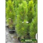 Pinus Nigra Green Tower Sosna Czarna Green Tower Foto Internetowy